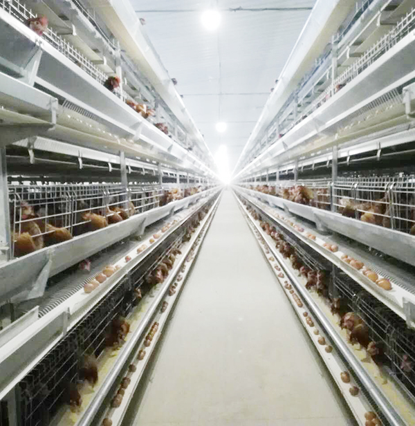 全自动养鸡装备蛋鸡效益大揭秘：商品料与自配料，究竟哪个好？